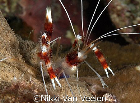 Banded boxer shrimp taken at Sharksbay on a night dive wi... by Nikki Van Veelen 