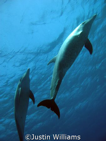 Awesome dive with Dolphins during safety stop, Abu Nuhas,... by Justin Williams 