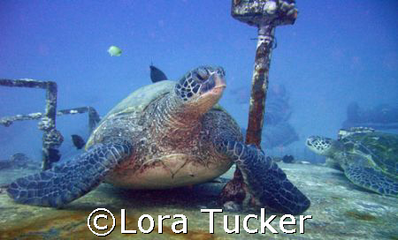 Green Sea Turtle lounging on a wreck by Lora Tucker 