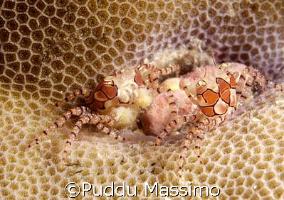 two anemon crabs,bunaken park,nikon d2x,60mm macro by Puddu Massimo 