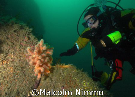 Nice  red dead mans finger  near the wreck of the Hathor ... by Malcolm Nimmo 