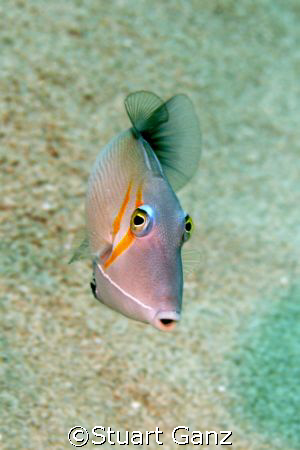 Lei Trigger fish taken with Canon 20D 60MM macro lens by Stuart Ganz 