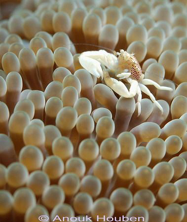 Small porcelain crab, Neopetrolisthes maculatus. Picture ... by Anouk Houben 