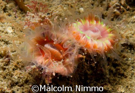 Two Devonshire Cup Corals...   by Malcolm Nimmo 