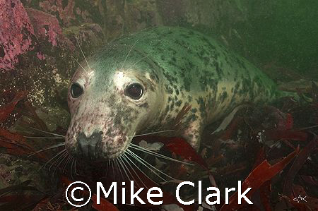 Grey Seal, kissing dome port.
Farne Islans,
England by Mike Clark 