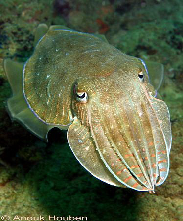 Cuttlefish, Sepia sp. Picture taken on the second reef of... by Anouk Houben 