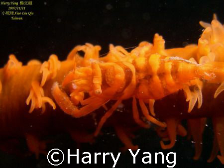 Sea Whip Shrimp.
2007/11/11 by Xiao Liu Qiu......Taiwan.
 by Harry Yang 