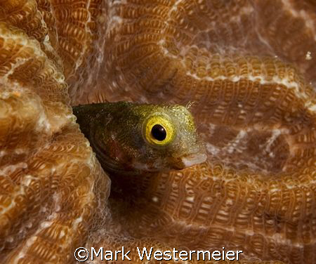 Checking things out - Image taken in Bonaire with a D100,... by Mark Westermeier 