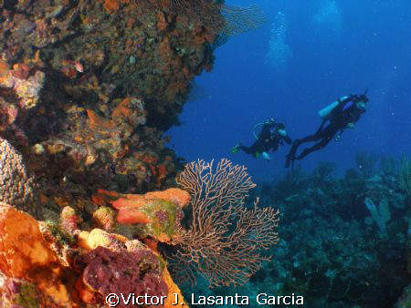 in the ledge of a new place in parguera,,,,come and dive! by Victor J. Lasanta Garcia 