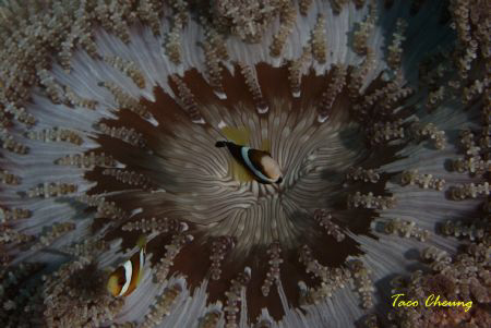 Anemonefish at Bohol  by Taco Cheung 