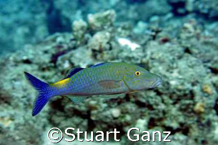 Goat fish, taken with Canon 20D 60 mm macro F5.6 1/125. by Stuart Ganz 