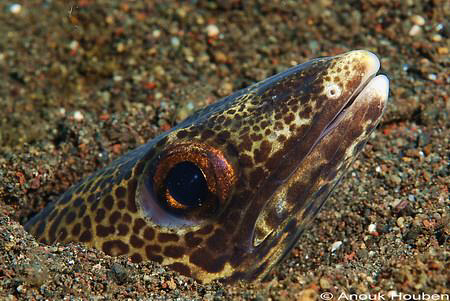 Snake eel, Ophichthus sp. Picture taken at Amed, North-Ea... by Anouk Houben 