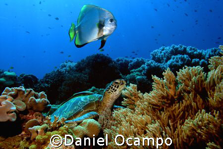Dive Buddies
Saw this unusual pair of a Green sea turtle... by Daniel Ocampo 