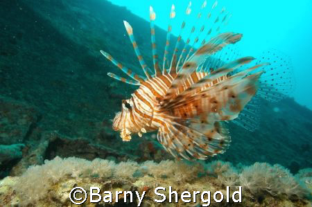 Shot taken from below fish to allow light to show up the ... by Barny Shergold 