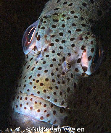 Forster's hawkfish close up taken at Sharksbay with E300 ... by Nikki Van Veelen 