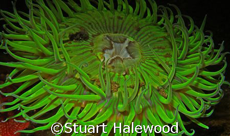 Solitary Green Anemone beckons you to come just a little ... by Stuart Halewood 