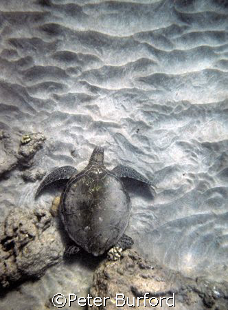 Turtle on the Sand.
Maui (near black sand beach, Makenna... by Peter Burford 