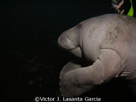 Manatee clapping together with me at crystal rivers FL,,,... by Victor J. Lasanta Garcia 