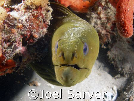 This Green Moray posed for the camera!
Palm Beach, Florida by Joel Sarver 