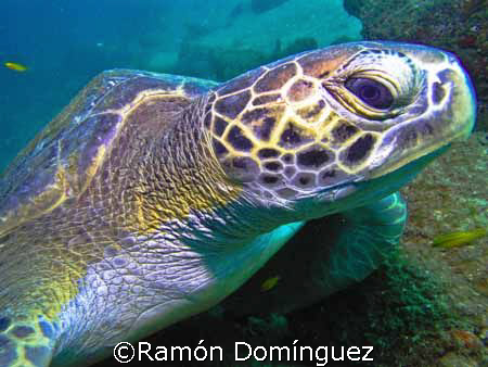 Green sea turtle. Sea of Cortéz. by Ramón Domínguez 