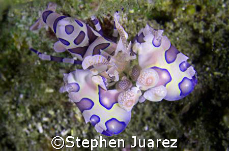 Harlequin Shrimp, Lembeh Strait by Stephen Juarez 