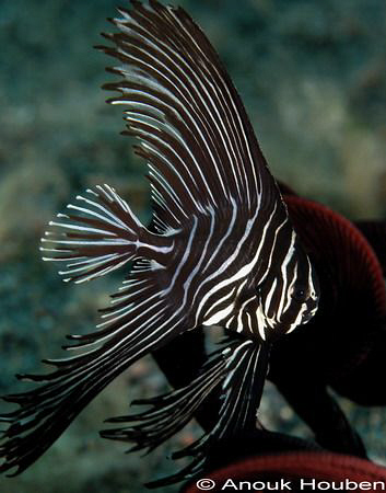 Juvenile zebra batfish, Platax batavianus. Picture taken ... by Anouk Houben 