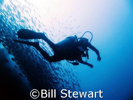 My dive guide and schooling Trevally along the House Reef... by Bill Stewart 