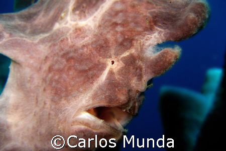 frogfish on candlestick sponge, marissa reef, samal islan... by Carlos Munda 