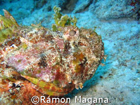 stone fish taken in barracuda reef in playa del carmen aw... by Ramon Magana 
