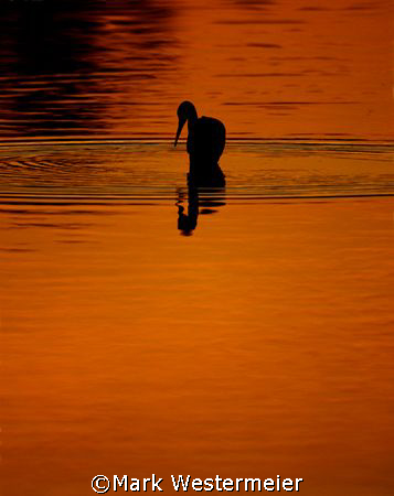 Fishing - Image taken in SW Florida with a Nikon D200 usi... by Mark Westermeier 