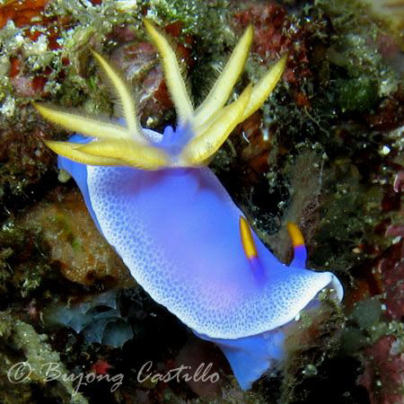 Nudibranch Stretch - Taken at Kirby's Rock divesite in An... by Arthur Castillo 