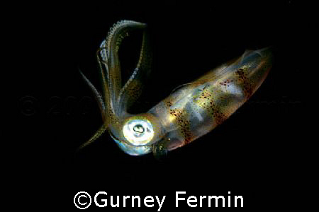 Taken in Davao Philippines during a night dive. by Gurney Fermin 