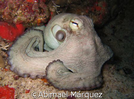 Octopus, Monito, Mona Island, Puerto Rico by Abimael Márquez 