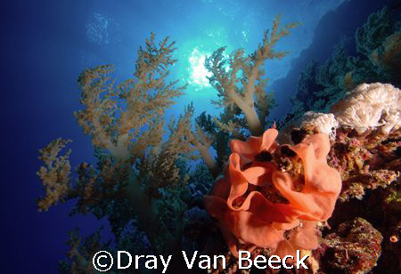 Eggs of a spanish dancer. Sunrise. by Dray Van Beeck 