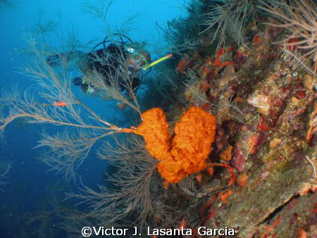 nice and big black coral  at v.j.levels dive site in parg... by Victor J. Lasanta Garcia 