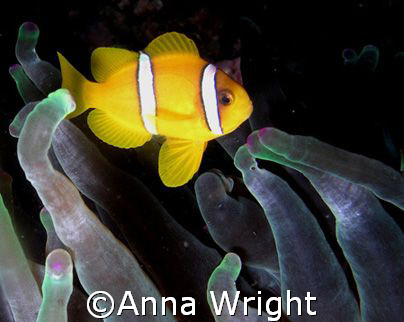 A very small anemone fish taken with an Olympus Camedia i... by Anna Wright 