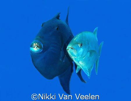 Blue triggerfish and jackfish swimming side by side, take... by Nikki Van Veelen 