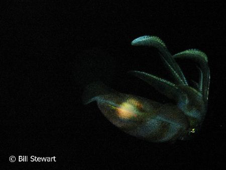 "Hiding in the Dark"   A cuttlefish swims away during a n... by Bill Stewart 
