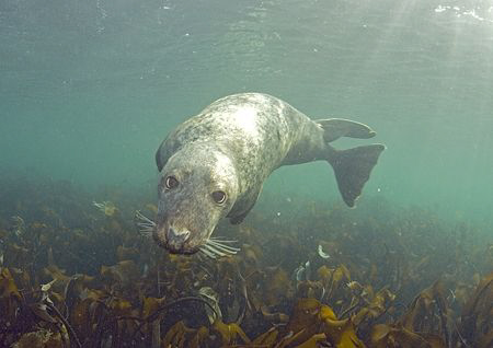 Grey seal. Farne Islands. 10.5mm. by Mark Thomas 