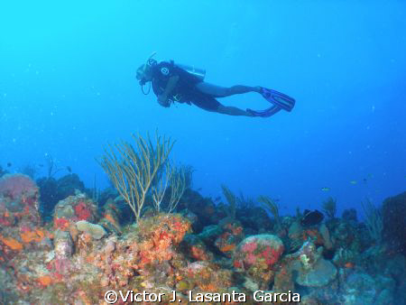   flying high at chimney dive site in parguera wall,,,com... by Victor J. Lasanta Garcia 