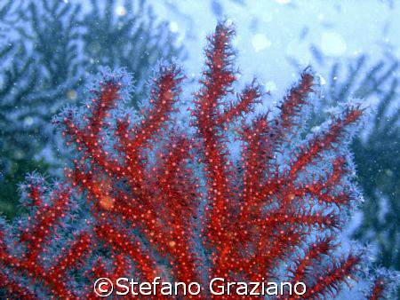  Corallium rubrum (Red coral)tipical mediterranean.  by Stefano Graziano 