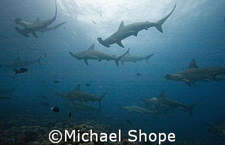 Hammer Heads of the Galapgos Islands. by Michael Shope 