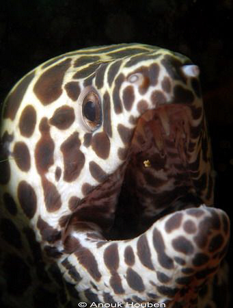 Honeycomb moray, Gymnothorax favagineus. Picture taken on... by Anouk Houben 