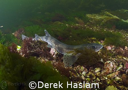 Lesser spotted dog fish. Connemara. Ireland. D200, 10.5mm. by Derek Haslam 