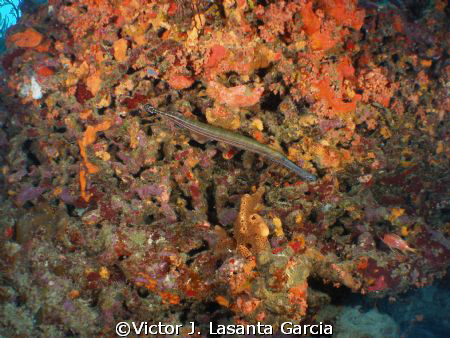 very nice trumpetfish in a colorful background at los arc... by Victor J. Lasanta Garcia 