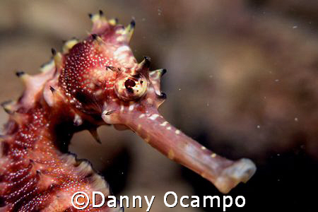 Seahorse profile.  Taken in the Basura dive site in Mabin... by Danny Ocampo 