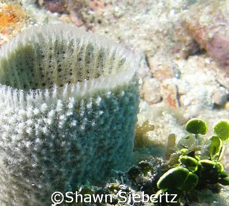 This tiny sponge reminds me of a vase with the plant dump... by Shawn Siebertz 