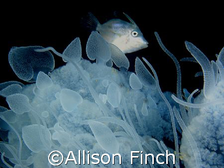 This filefish was living inside this jellyfish off Sipada... by Allison Finch 
