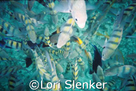 Fish feeding below me as I snorkeled. by Lori Slenker 