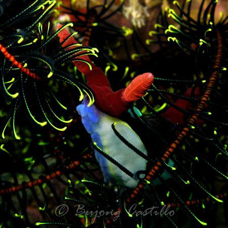 Nudi Crinoid Tangle - Taken at Twin Rocks dive site in An... by Arthur Castillo 